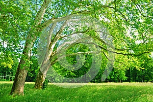 Plane trees grove in springtime