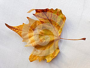 Plane trees & x28;Platan& x29; autumn leaves on white textile background