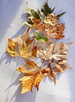 Plane trees & x28;Platan& x29; autumn leaves on white textile background