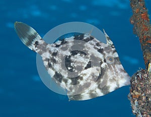 Planehead Filefish