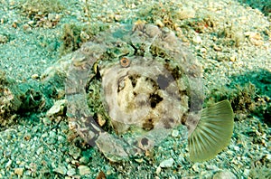 Planehead Filefish