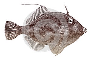 Planehead filefish stephanolepis hispida in side view