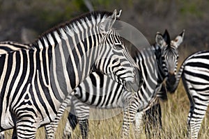 Planes Zebra - Equus quagga - Botswana