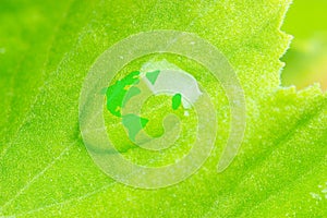 Planet earth in a water drop