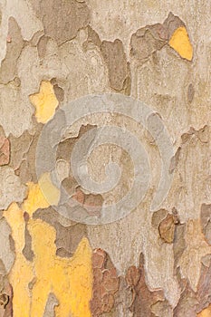 Planetree Bark Background