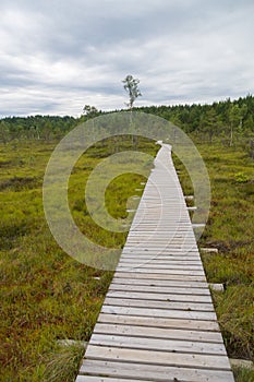 Plank hiking trail through Tolkuse bog