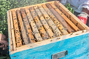 Plank with honeycomb in the hive.