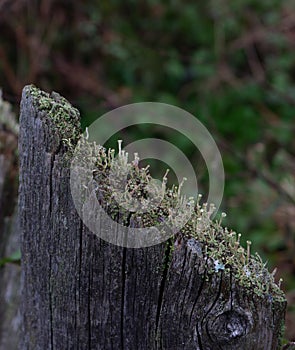 Plank from an old wooden rural fence.