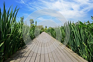 Plank-paved footpath in grass at sunny summer noon