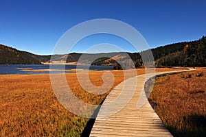 A plank road over meadow