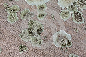 Plank wood with lichen