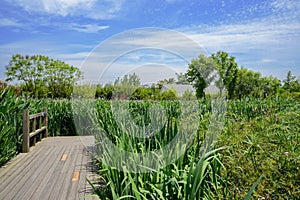 Planked footpath in grass at sunny summer noon