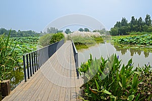 Planked footpath with handrails in lotus pond
