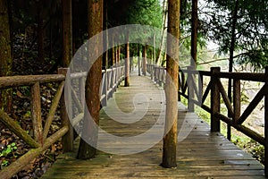 Planked footway with balustrades in shady woods