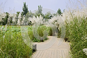 Planked footway by lotus pond in sunny summer