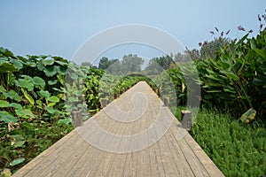 Planked footway in water plants on sunny summer day