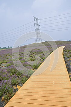 Planked path on hillside planted with flowering lavender