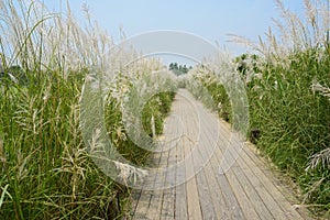 Planked path in reeds on sunny summer day