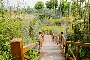 Planked stairway in reeds and plants on sunny spring
