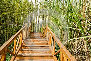 Planked stairway in verdant spring plants