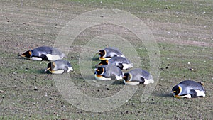 Planking King penguins, aptenodytes patagonicus, Saunders, Falkland Islands