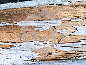 Planks eaten by termites