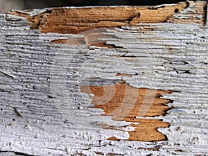 Planks eaten by termites