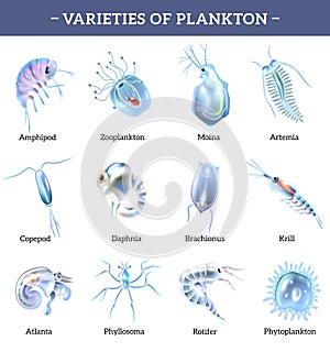 Plankton Icons With Text Explanation