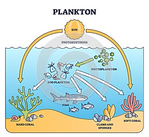 Plankton life and water organisms food chain role explanation outline diagram