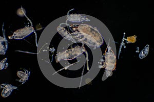 Plankton are organisms drifting in oceans and seas