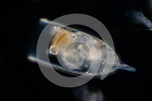 Plankton are organisms drifting in oceans and seas