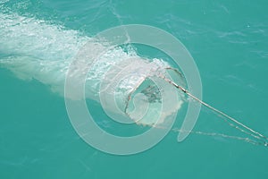 Plankton sampling collect for plankton in water