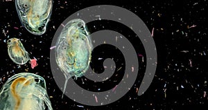 Plankton in water contaminated with micro plastic