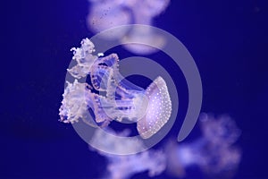planktonic animal various jellyfish aquarium of Genoa--