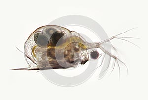 Planktonic crustaceans Daphnia probably Daphniidae Scapholebris Mucronata. Freshwater zooplancton by microscope