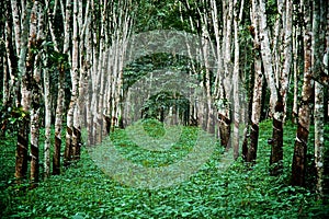 Planned Rubber Forest