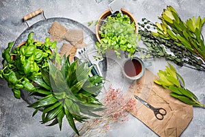 Planning your herb garden, patio and replanting of herbs and indoor  plants. Cup od tea with garden tools