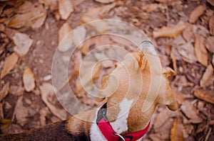 Plano zenital de perro de raza beagle
