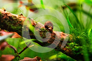 Planorbarius corneus, Avatar Posthornschnecke freshwater snail stock photo. Planorbella duryi duryi, great ramshorn aquascaping