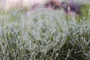 Planr and rain,spray