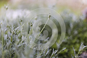 Planr and rain,spray