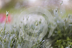 Planr and rain,spray