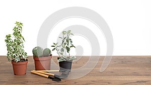 Planst in pots with set of gardening tools on wooden table