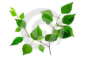 Plant abd Nature: Branch of birch tree on whote background