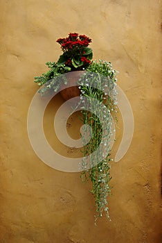 Plant on adobe wall