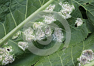 The plant is affected by white blister rust (Albugo candida