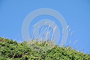 Plant against blue sky