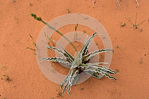 Plant against sandstone