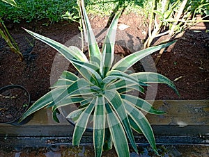 Plant Agave amerika in indonesia