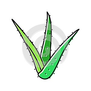 plant aloe vera color icon vector illustration